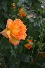 DSC_1527.webp