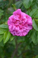 DSC_1529.webp