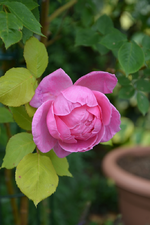 DSC_1540.webp