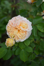 DSC_1542.webp