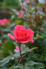 DSC_1544.webp