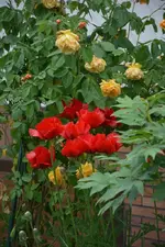 DSC_1546.webp