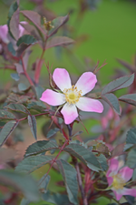 DSC_1547.webp