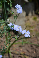 DSC_1507.webp