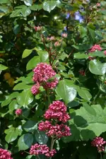 DSC_1509.webp