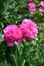 DSC_1510.webp