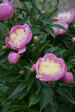 DSC_1537.webp