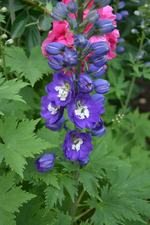DSC_1538.webp