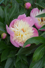 DSC_1539.webp