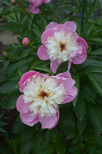 DSC_1541.webp