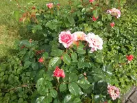 ro05.webp