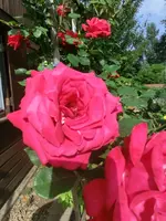 CIMG7793.webp