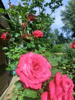 CIMG7794.webp