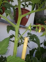 10395196_10204031744777896_3536366710657117222_n.webp