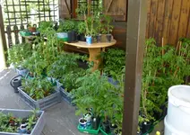 Tomatenanzucht-17_05-14.webp
