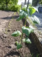 Physalis-und-Mais17_05_14.webp