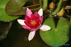 Seerose rot, Zwerg.webp