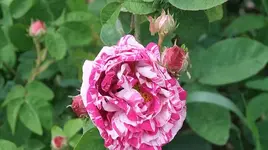 040.webp