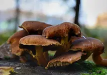DSC_4257_Buschelpilze.webp