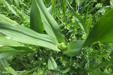 2014_0518Frühling0025.webp