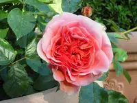 SAM_4136.webp