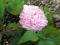 SAM_4147.webp