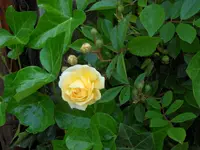 SAM_4148.webp