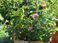 SAM_4137.webp