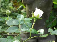 SAM_4144.webp