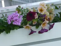 P1130207.webp