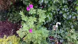 geranium unbekannt (1).webp
