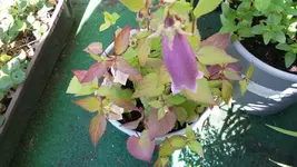 gepunktete glockenblume lila (2).webp