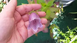 gepunktete glockenblume lila.webp
