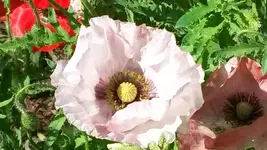 mohn.webp