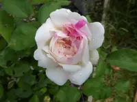 P1090535.webp