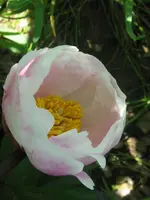 002_576x768.webp