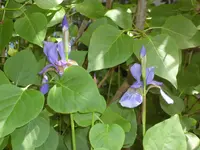 SAM_4123.webp