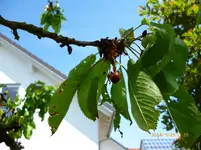P1020434.webp