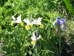 Iris hollandica.jpg