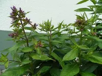 Phlox.webp