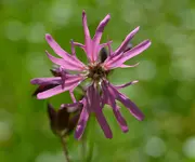 Kuckucksnelke1.webp