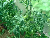 Mortgage Lifter (2).webp