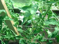 Tomaten.webp