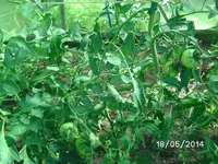 Tomaten (2).jpg
