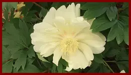 110.webp