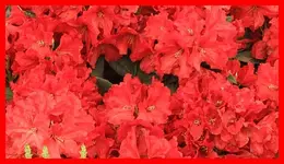102.webp