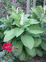 IMG-20140525-WA0000.webp