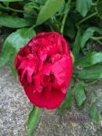 G_Blume_Pfingstrose_rot__21.05.2014_mr.ditschy.jpg