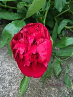G_Blume_Pfingstrose_rot__21.05.2014_mr.ditschy.webp