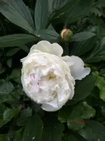 G_Blume_Pfingstrose_weiß__21.05.2014_mr.ditschy.webp